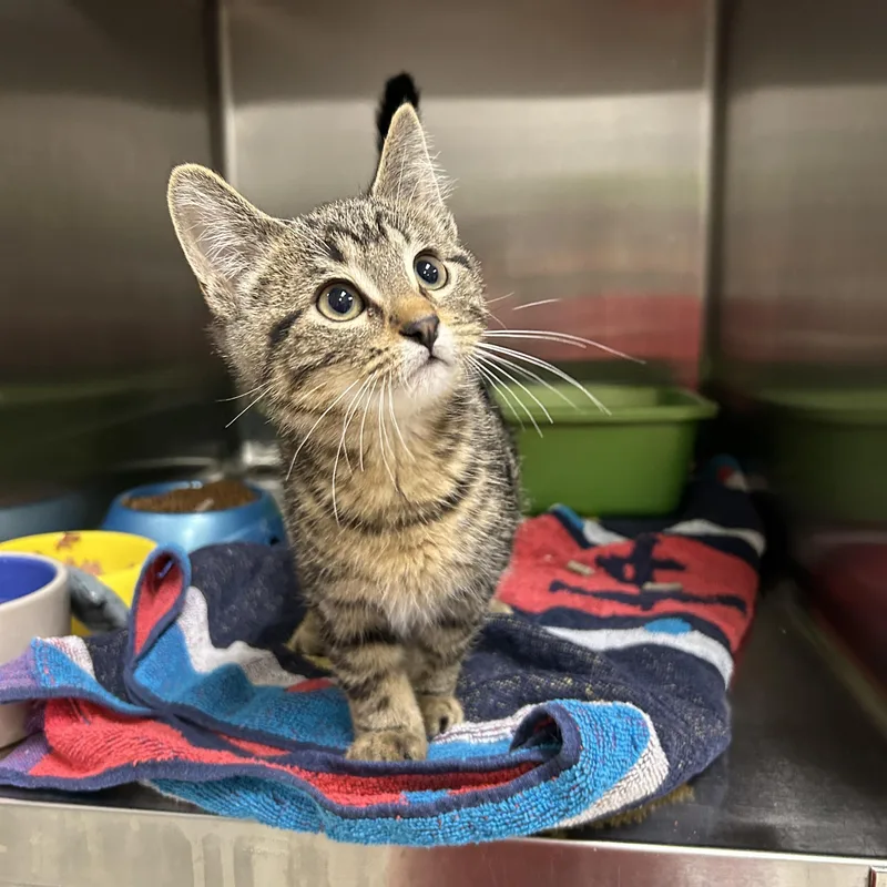 A baby medium-sized male Tabby (Brown / Chocolate) Domestic Short Hair cat named Lightsaber  Of for adoption in La Grange Park, IL
