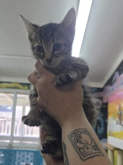 A baby small-sized male Domestic Short Hair cat named Cake Pop for adoption in Savannah, GA