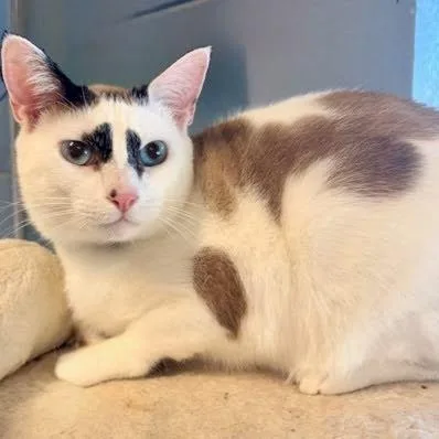 A young medium-sized male American Shorthair cat named Percy for adoption in Danbury, CT