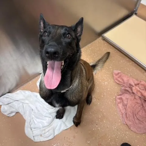 An adult medium-sized female Yellow / Tan / Blond / Fawn Belgian Shepherd / Malinois dog named Patsy for adoption in Allen, TX