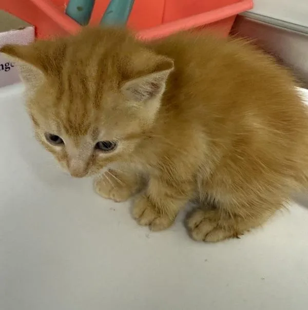 A baby small-sized male Domestic Short Hair cat named Pen Logic for adoption in Lawrenceville, GA