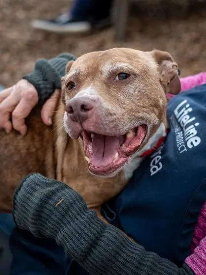A senior medium-sized female Mixed Breed dog named Kendall for adoption in Chamblee, GA