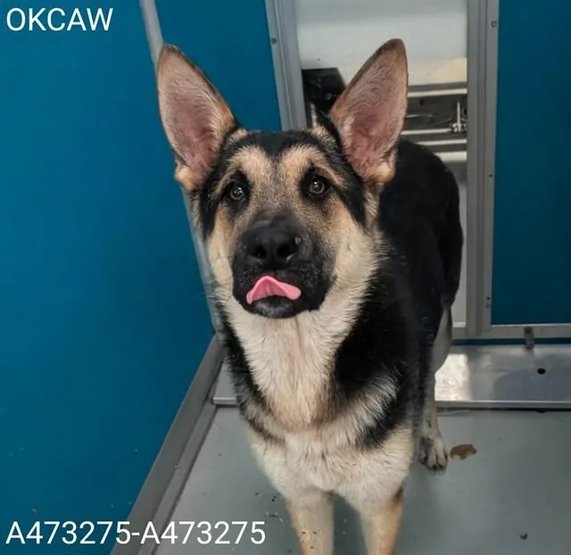 A young medium-sized male German Shepherd Dog dog named Happy for adoption in Oklahoma City, OK