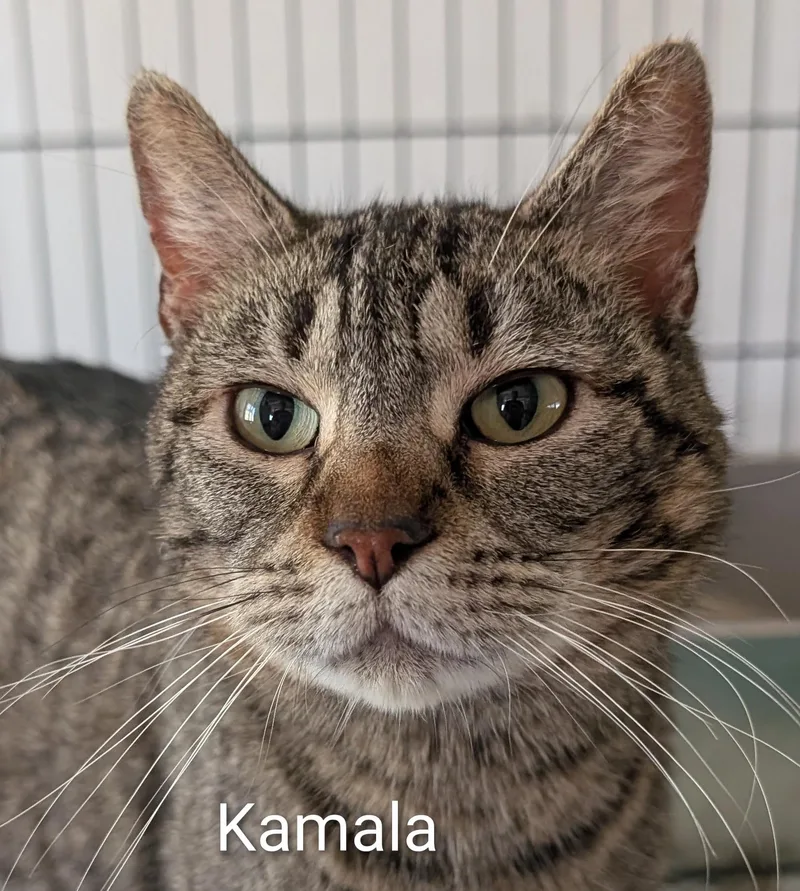An adult medium-sized female Domestic Short Hair cat named Kamala for adoption in Colfax, IA