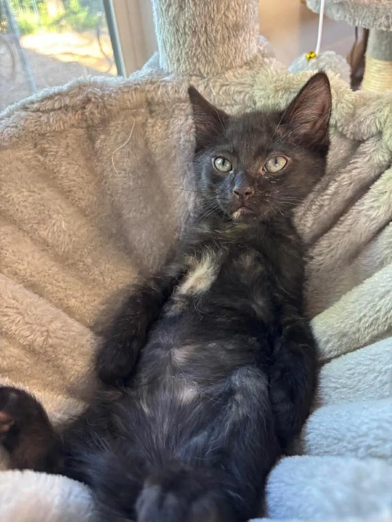 A baby small-sized male Domestic Short Hair cat named Cleo for adoption in La Verkin, UT