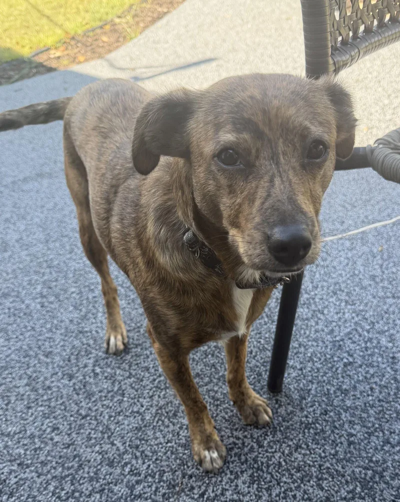 An adult medium-sized female Whippet dog named Papaya for adoption in Brooklyn Center, MN