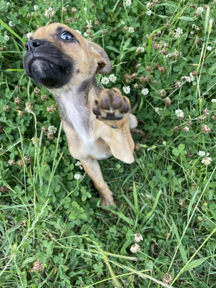 A baby small-sized female Terrier dog named Nova for adoption in Newnan, GA