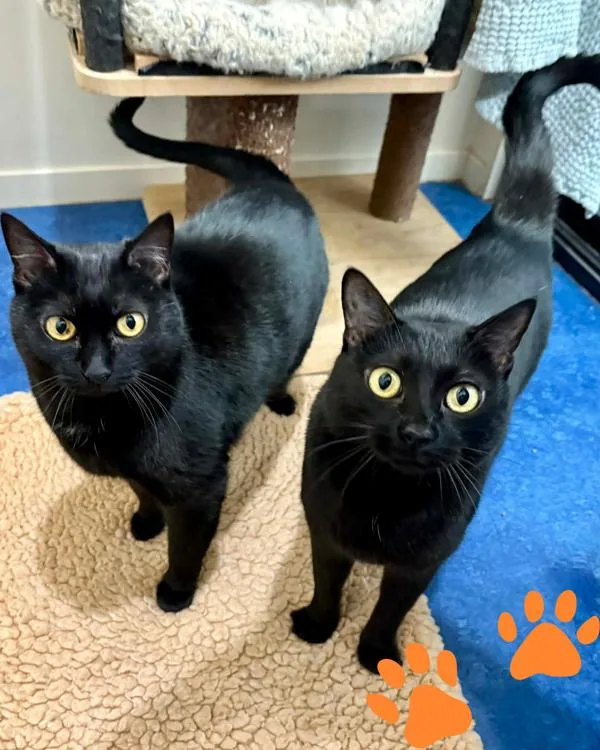 A senior small-sized female Black Domestic Short Hair cat named Ramona And Haiku for adoption in Petaluma, CA