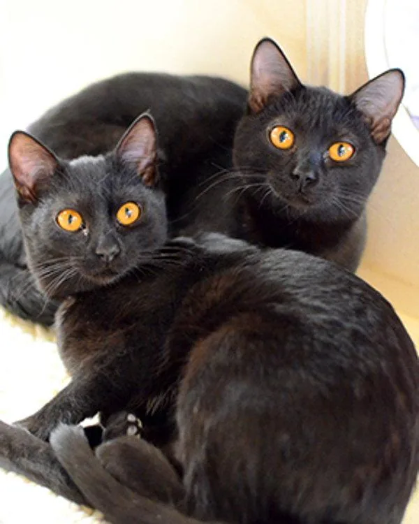 Ramona  And Haiku thumbnail 2