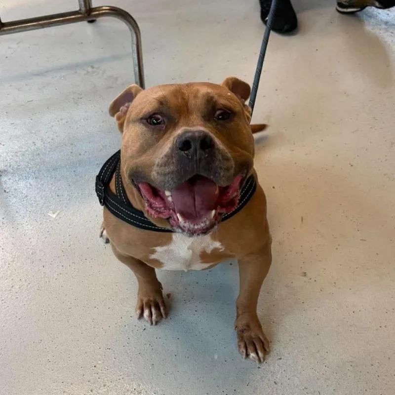 An adult large-sized male Yellow / Tan / Blond / Fawn Mixed Breed dog named Thurston for adoption in Huntington, WV