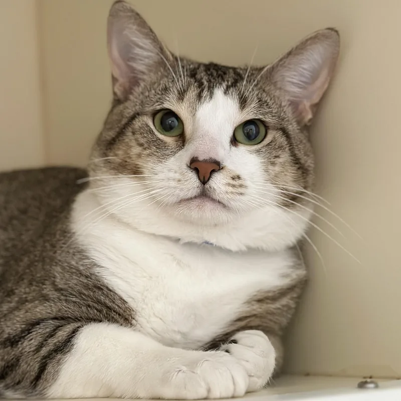 An adult medium-sized male Tabby (Brown / Chocolate) Domestic Short Hair cat named Max for adoption in Victor, NY