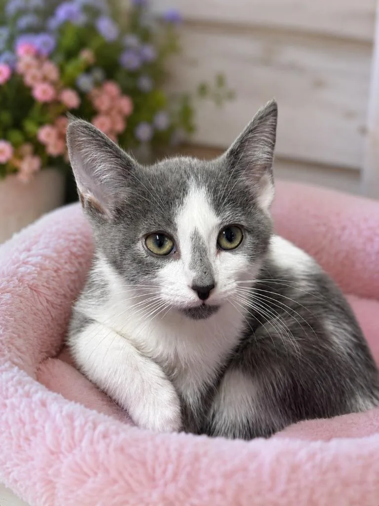 A baby small-sized female Domestic Short Hair cat named Lil' Whiskers for adoption in East Ridge, TN