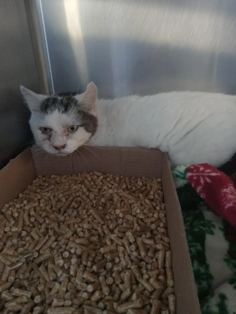 A senior medium-sized male Domestic Short Hair cat named Corona FIV+ for adoption in Pierceton, IN
