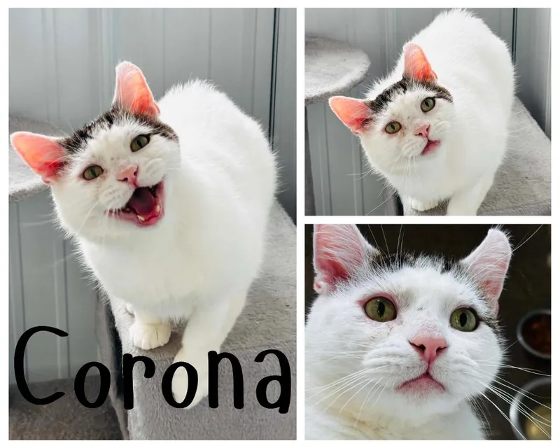 Corona FIV+ thumbnail 2