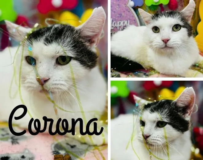 Corona FIV+ thumbnail 3