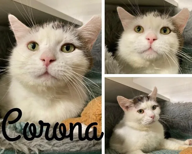 Corona FIV+ thumbnail 4