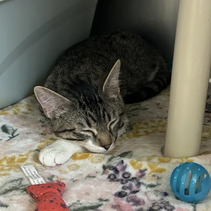 A baby medium-sized male Brown / Chocolate Domestic Short Hair cat named Goku for adoption in Emporia, KS