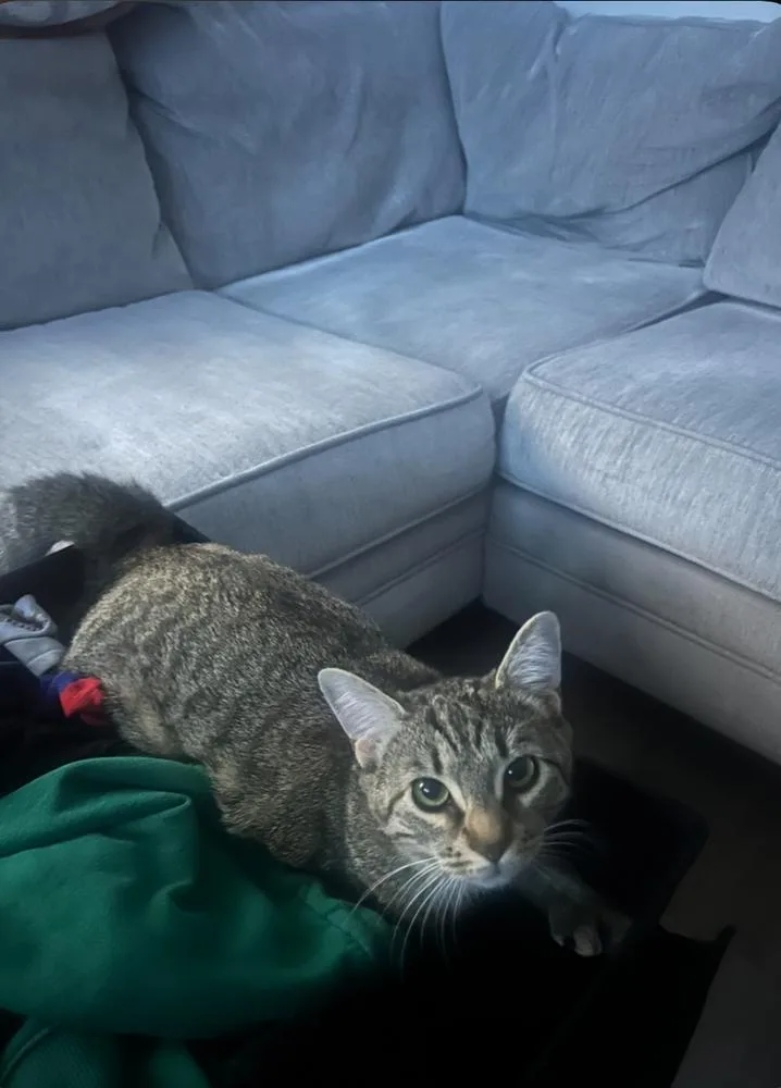 Mango thumbnail 2