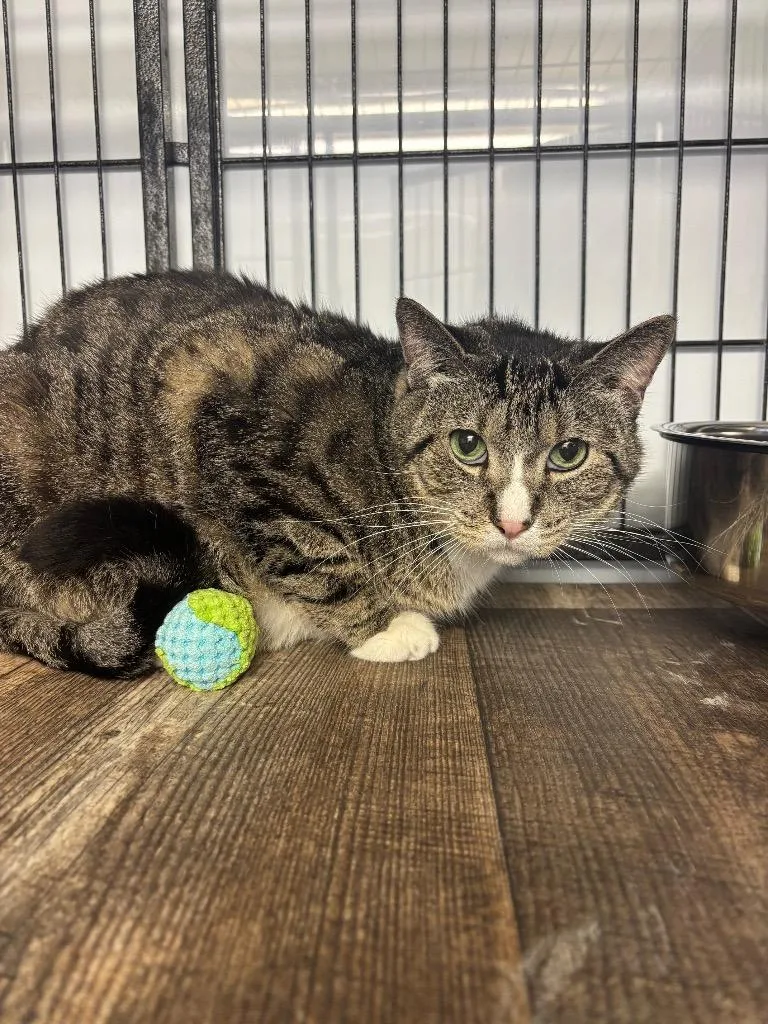 An adult large-sized male Domestic Short Hair cat named Monkey for adoption in Algona, IA