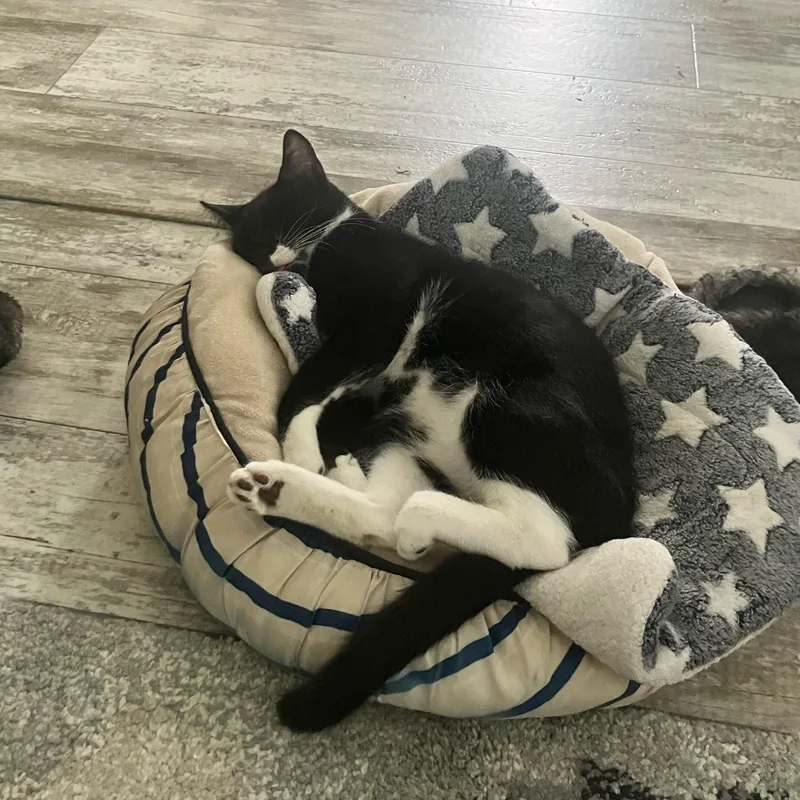 A baby small-sized male Tuxedo cat named Arlo for adoption in Miami, FL