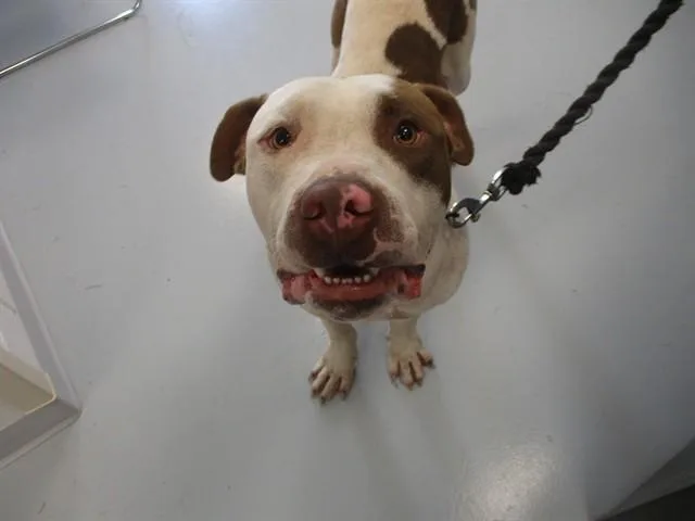 A young large-sized male American Bully dog named Monty for adoption in Ocala, FL