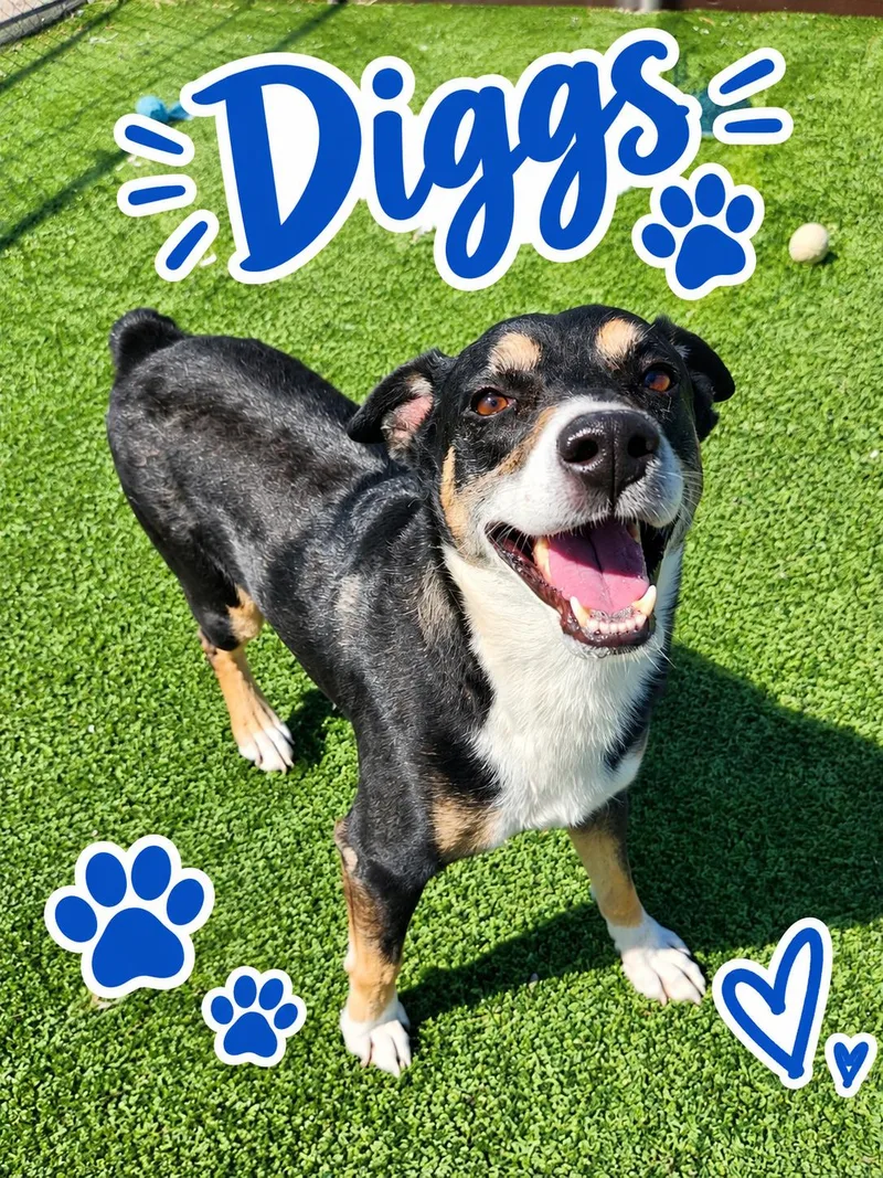 An adult medium-sized male Australian Shepherd dog named Diggs for adoption in Truth or Consequences , NM