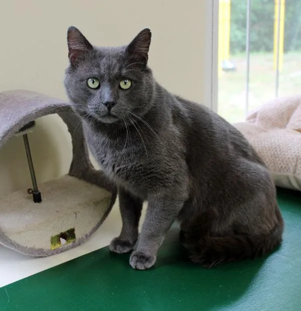 A young large-sized male Gray / Blue / Silver Domestic Short Hair cat named Lord John Gray for adoption in Mansfield, MA