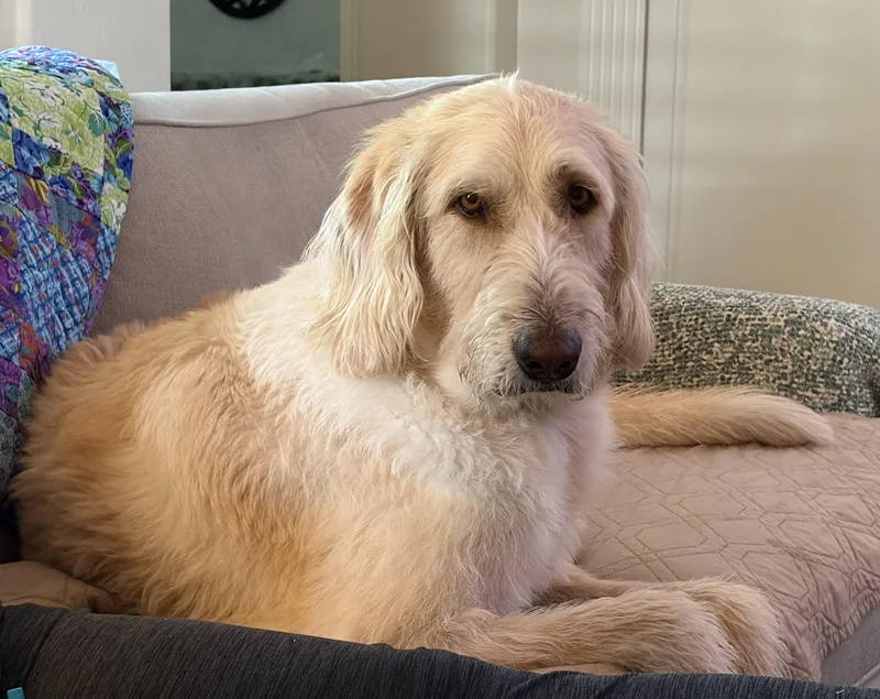 A young large-sized male Apricot / Beige Standard Poodle dog named Willy Wonka for adoption in Garland, TX