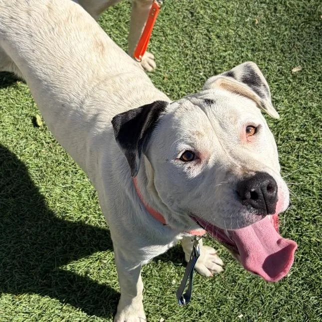 A young large-sized female White / Cream Pit Bull Terrier dog named Paste for adoption in Baltimore, MD