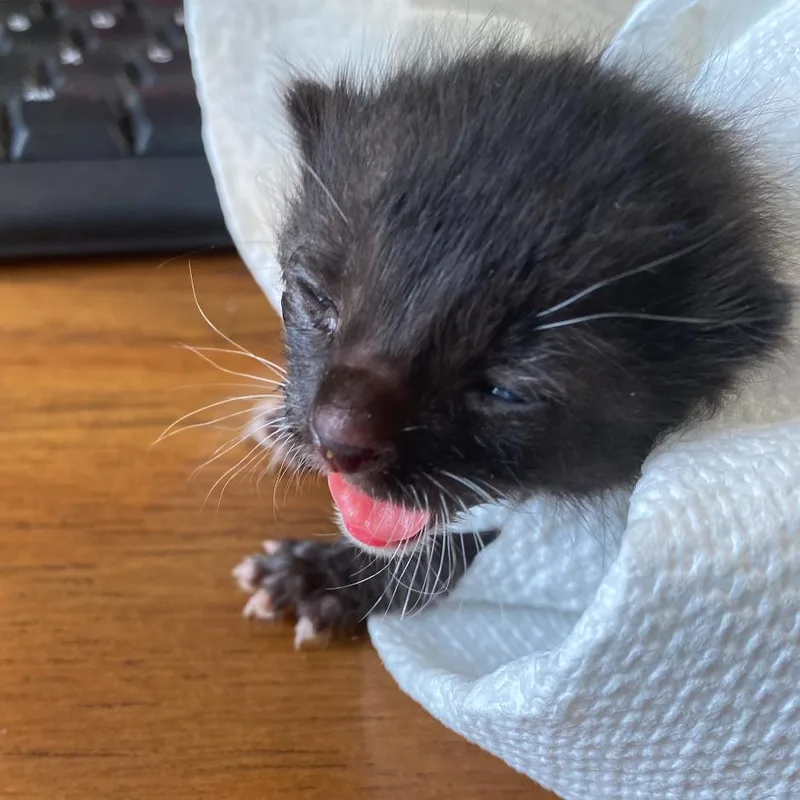 A baby small-sized female Black Domestic Short Hair cat named Pigeon for adoption in Medford, NJ