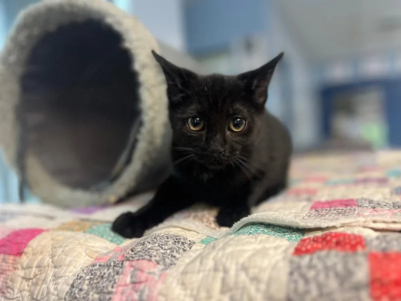 A baby small-sized female Black Domestic Short Hair cat named Helix for adoption in Lovingston, VA