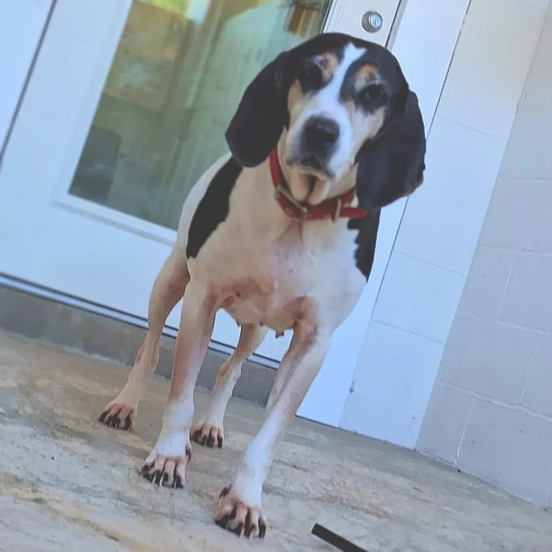An adult medium-sized female White / Cream English Pointer dog named Lynn for adoption in LOXAHATCHEE, FL
