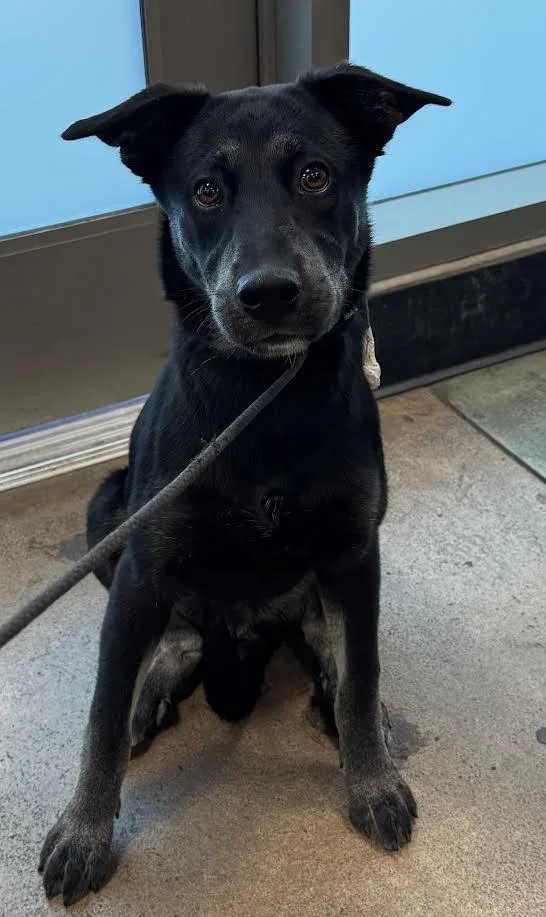 A young small-sized male Australian Kelpie dog named Bolt for adoption in Chatsworth, CA