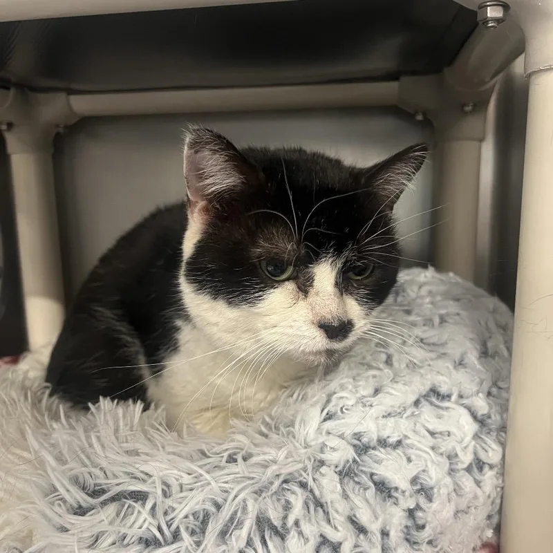 Dr. Pepper thumbnail 2