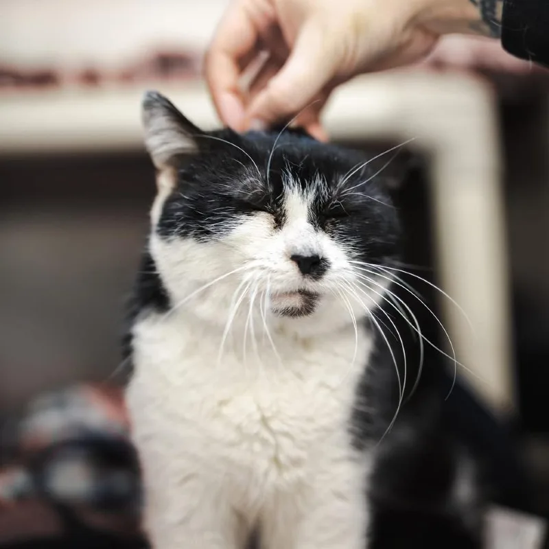 Dr. Pepper thumbnail 4