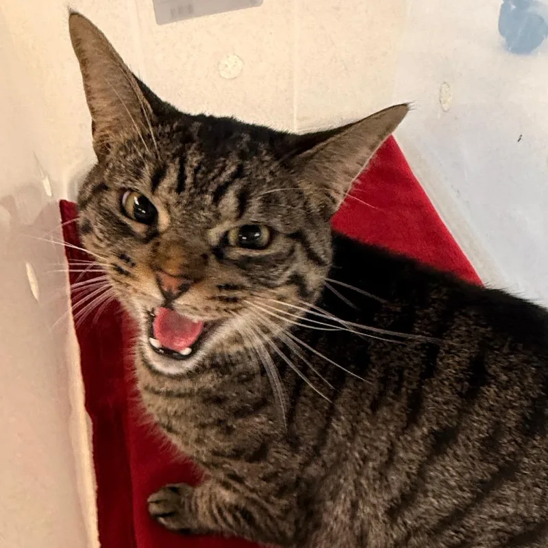 An adult small-sized male Domestic Short Hair cat named Rufus for adoption in Evansville, IN
