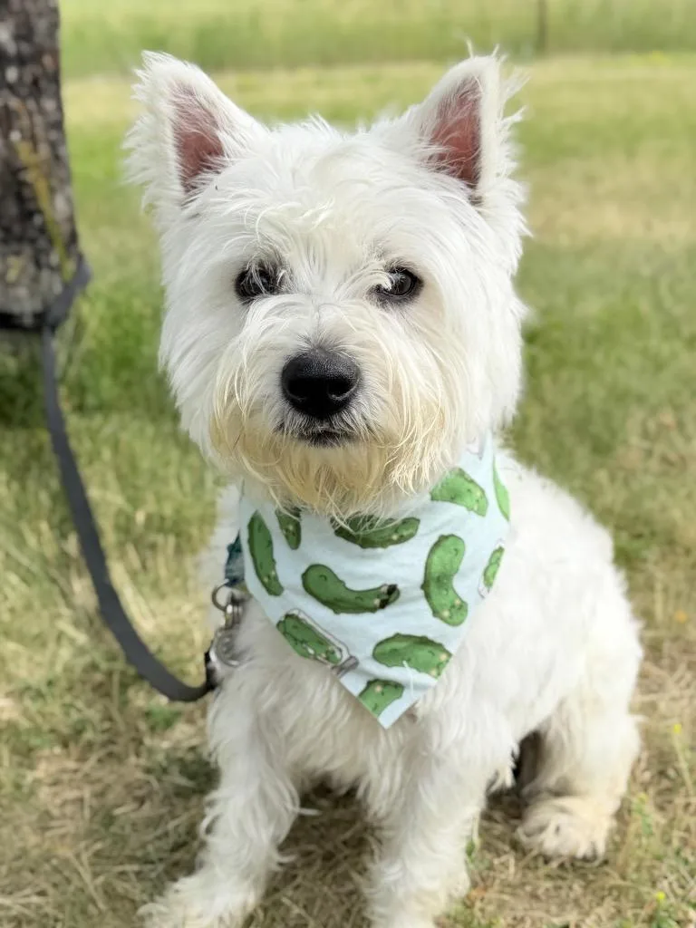 An adult small-sized male Mixed Breed dog named Wooli for adoption in Menomonie, WI