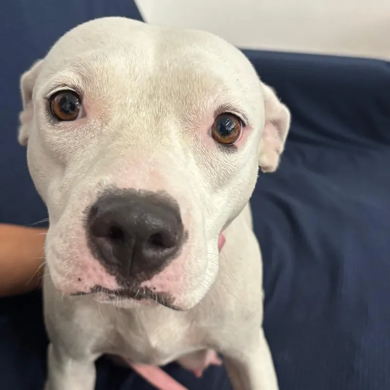 An adult medium-sized female Terrier dog named Alice for adoption in Fort Lauderdale, FL