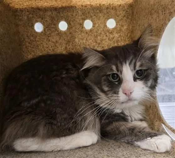 Merlin