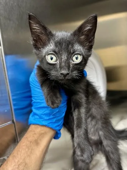 A baby medium-sized male Domestic Medium Hair cat named Buddy for adoption in Wichita, KS