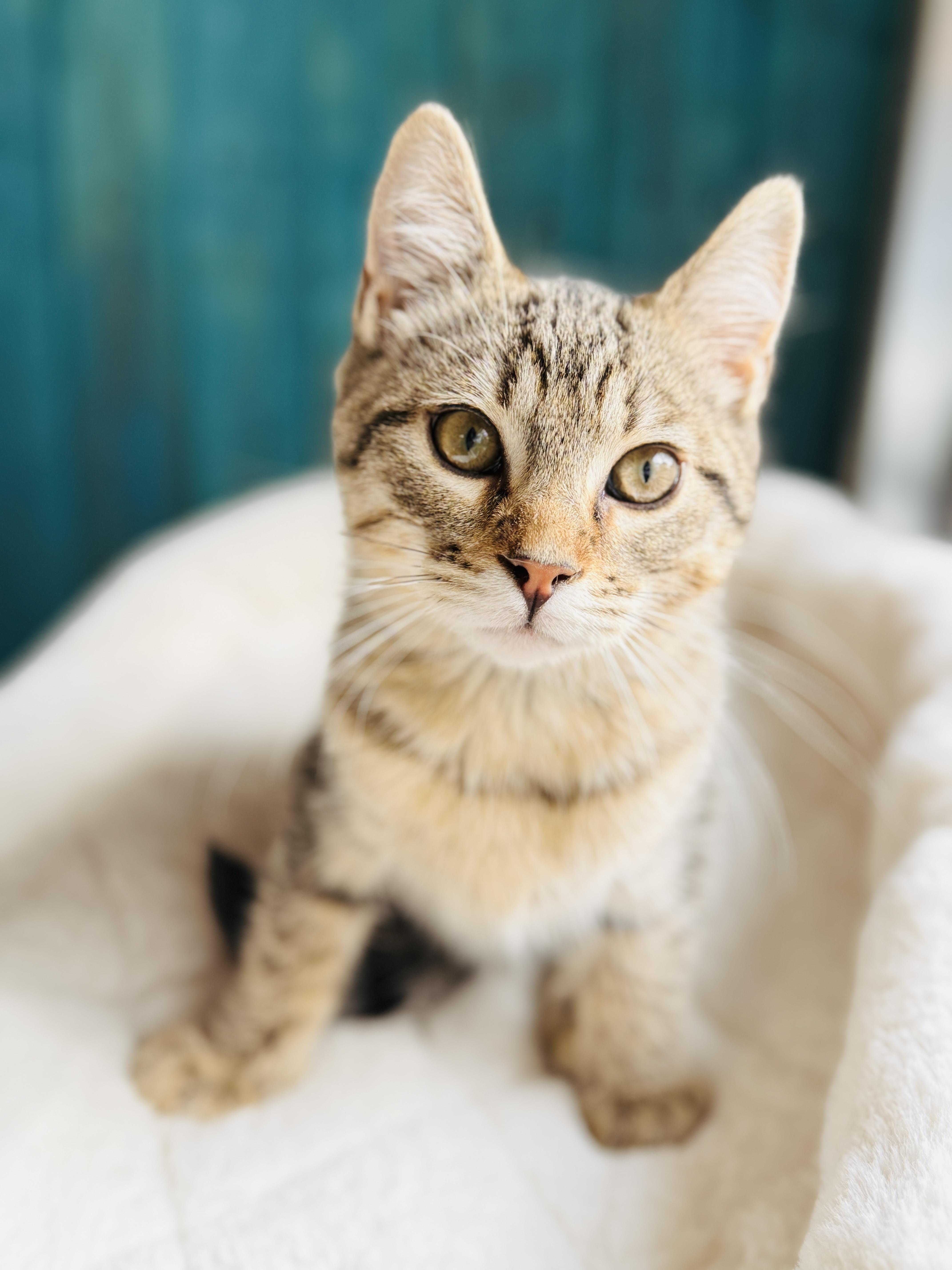 Toblerone thumbnail 2