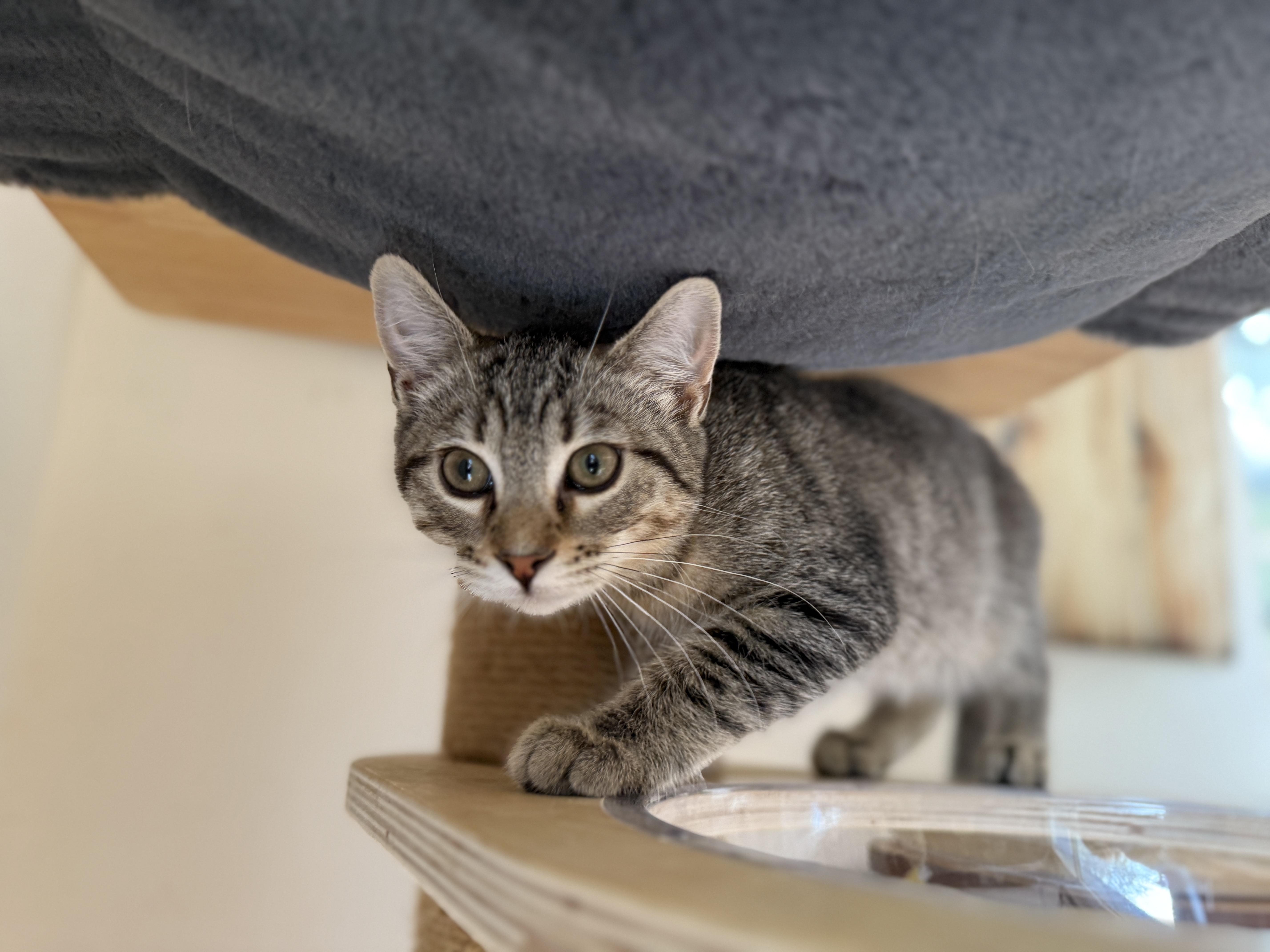 Toblerone thumbnail 3