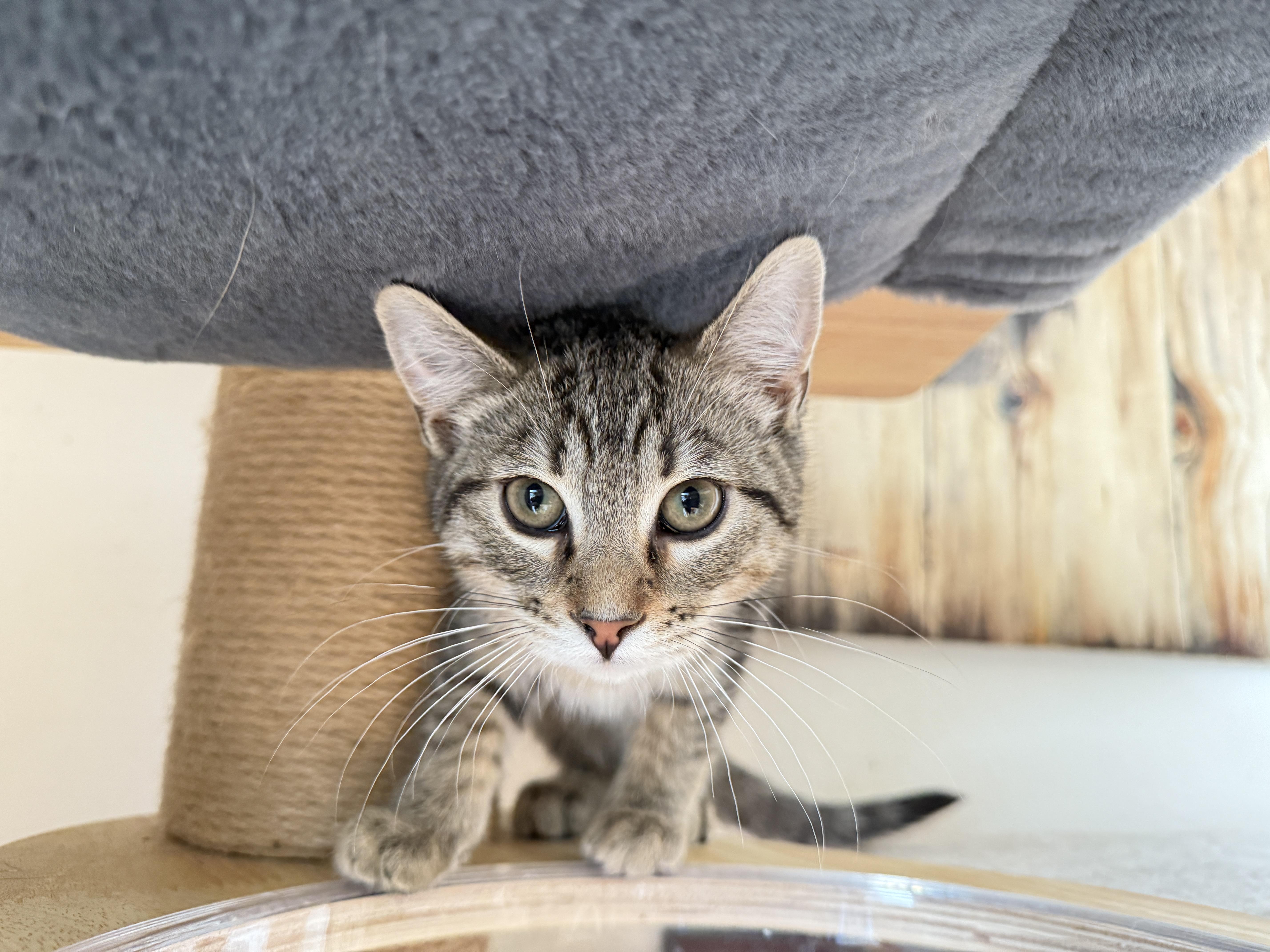 Toblerone thumbnail 4