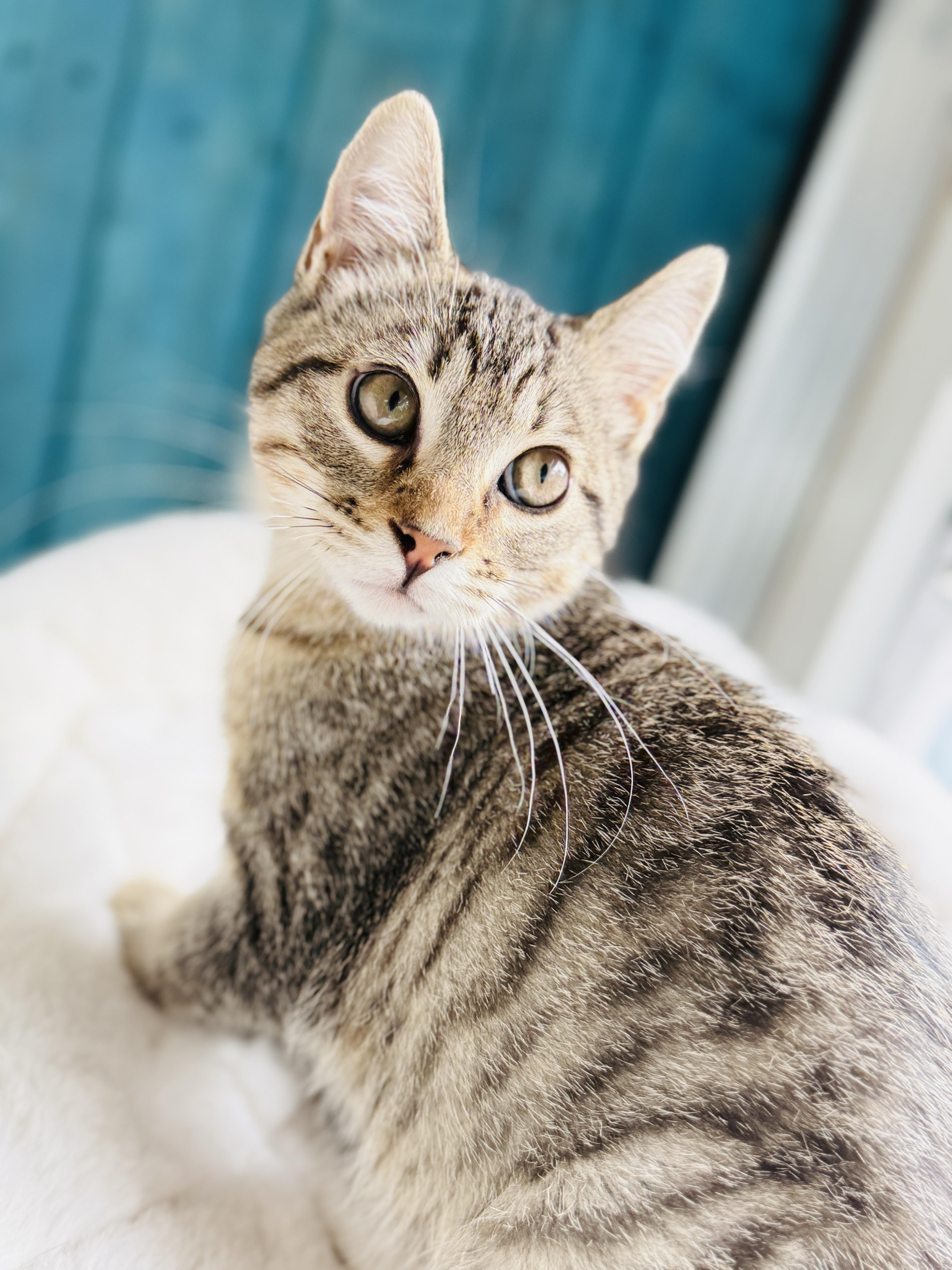 Toblerone thumbnail 5