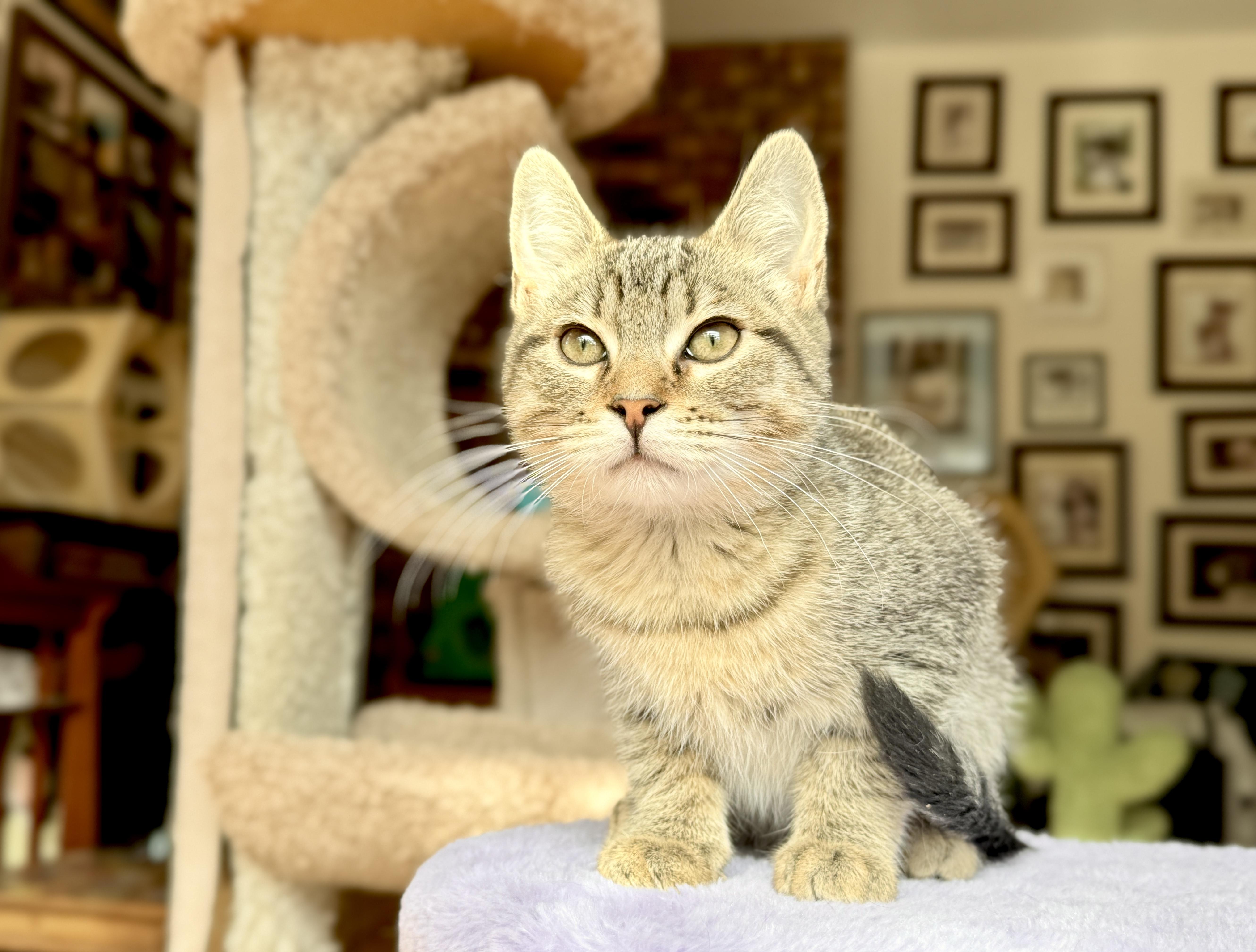 Toblerone thumbnail 6