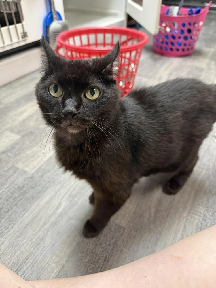 An adult medium-sized female Black Domestic Short Hair cat named Blanche for adoption in West Mifflin, PA
