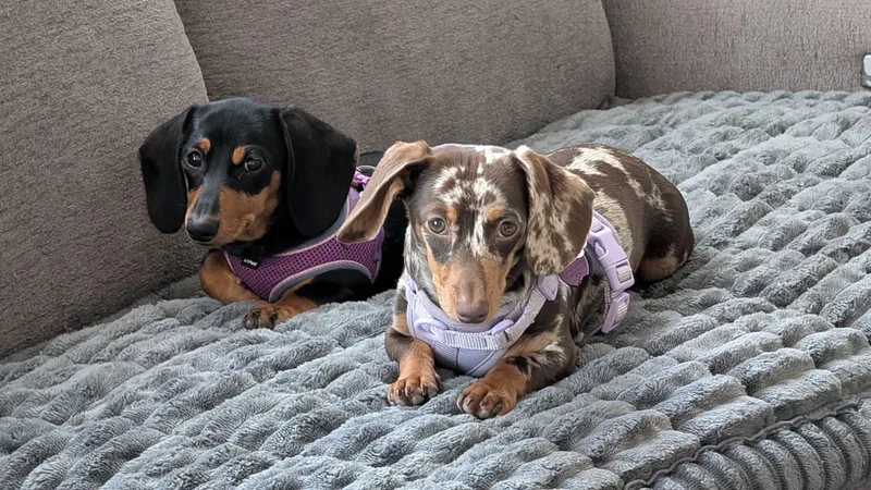 A young small-sized female Dachshund dog named Dolce And Coco for adoption in New York, NY