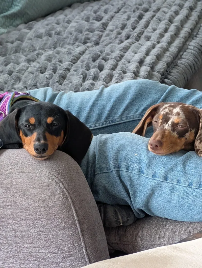 Dolce And Coco thumbnail 4