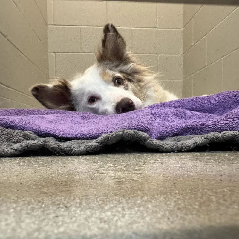 An adult large-sized female Australian Shepherd dog named Matilda for adoption in Eau Claire, WI