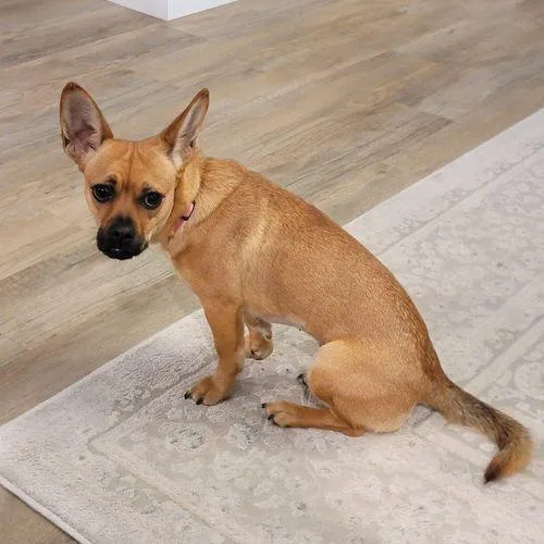 An adult small-sized female Red / Chestnut / Orange Pug dog named Penelope for adoption in Eugene, OR